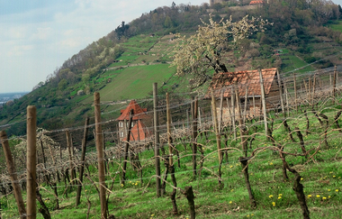 Umrahmt von Weinbergen thront die Starkenburg über Schriesheim. | © Maria Zimmermann