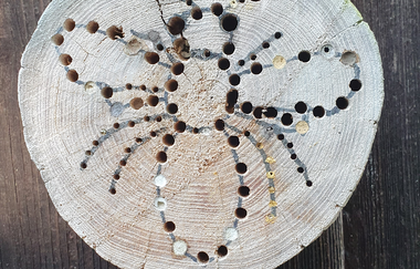 Bienenlehrpfad am Starkholzbacher See | © Stadt Schwäbisch Hall