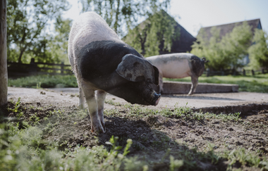 Schwäbisch-Hällisches Landschwein im Freilandmuseum Wackershofen | © Foto: Nico Kurth
