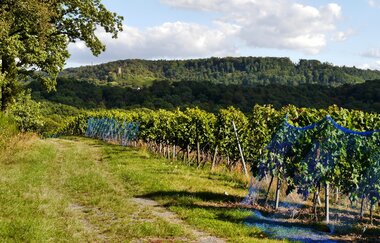 Über den Hagenrain zur Ölmühle | © Land der 1000 Hügel - Kraichgau-Stromberg