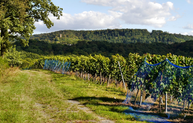 Über den Hagenrain zur Ölmühle | © Land der 1000 Hügel - Kraichgau-Stromberg
