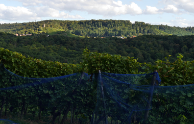 Über den Hagenrain zur Ölmühle | © Land der 1000 Hügel - Kraichgau-Stromberg