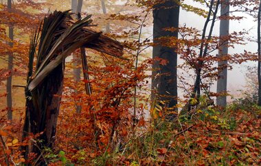 Über die Kanzelbuche von Diefenbach nach Sternenfels | © Land der 1000 Hügel - Kraichgau-Stromberg