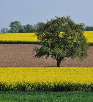 Via Sancti Martini Streckenabschnitt Kraichtal | © Land der 1000 Hügel - Kraichgau-Stromberg