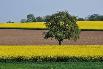 Via Sancti Martini Streckenabschnitt Kraichtal | © Land der 1000 Hügel - Kraichgau-Stromberg