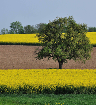 Via Sancti Martini Streckenabschnitt Kraichtal | © Land der 1000 Hügel - Kraichgau-Stromberg