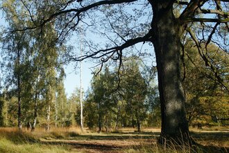 Viehweide bei Untersteinbach, Pfedelbach | © Touristikgemeinschaft Hohenlohe e. V.