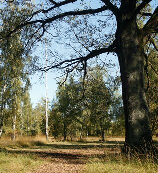Viehweide bei Untersteinbach, Pfedelbach | © Touristikgemeinschaft Hohenlohe e. V.