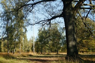 Viehweide bei Untersteinbach, Pfedelbach | © Touristikgemeinschaft Hohenlohe e. V.