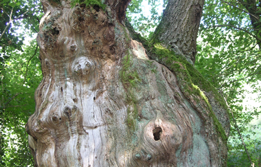 Von Lohkoppen und Steinriegeln | © Unknown