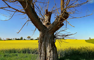 W10: Lindleinsee | © Rothenburg Tourismus Service