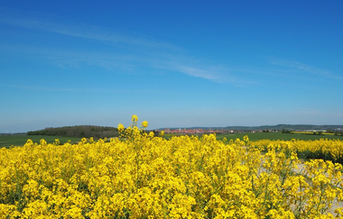W5: Bettenfeld - Schandtauber - Jakobsweg | © Rothenburg Tourismus Service