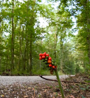 Wald-Wasser-Weg | Neudenau | HeilbronnerLand | © Stadtverwaltung Neudenau