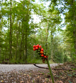 Wald-Wasser-Weg | Neudenau | HeilbronnerLand | © Stadtverwaltung Neudenau