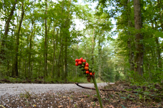 Wald-Wasser-Weg | Neudenau | HeilbronnerLand | © Stadtverwaltung Neudenau