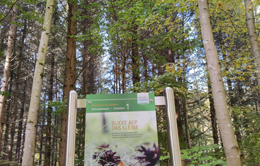 Waldbadepfad Assamstadt | © Liebliches Taubertal