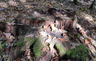 Waldbadepfad Assamstadt | © Liebliches Taubertal