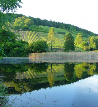 Wälder, Weiher, Weinplateau in Oberderdingen | © Land der 1000 Hügel - Kraichgau-Stromberg