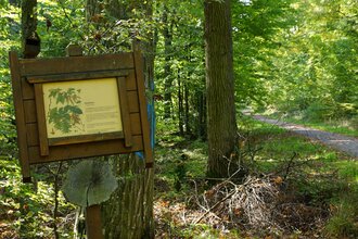 Walderlebnispfad Eichswald | Obersulm | Weinsberger Tal | HeilbronnerLand | © Tourismus im Weinsberger Tal