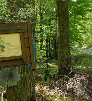 Walderlebnispfad Eichswald | Obersulm | Weinsberger Tal | HeilbronnerLand | © Tourismus im Weinsberger Tal