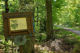 Walderlebnispfad Eichswald | Obersulm | Weinsberger Tal | HeilbronnerLand | © Tourismus im Weinsberger Tal