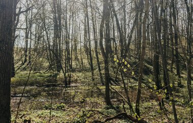 Blick in den Wald bei strahlendem Sonnenschein | © Stadtverwaltung Crailsheim