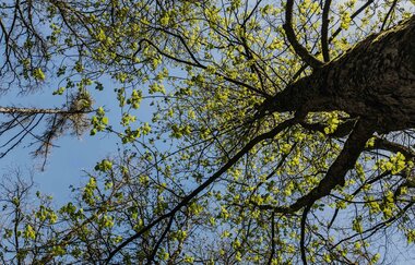 Blick nach oben in grüne Baumwipfel | © Stadtverwaltung Crailsheim
