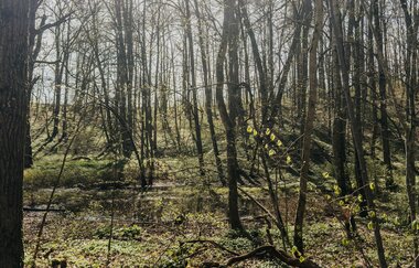 Blick in den Wald bei strahlendem Sonnenschein | © Stadtverwaltung Crailsheim