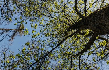 Blick nach oben in grüne Baumwipfel | © Stadtverwaltung Crailsheim