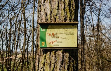 Schild mit Informationen zur europäischen Lärche | © Stadtverwaltung Crailsheim