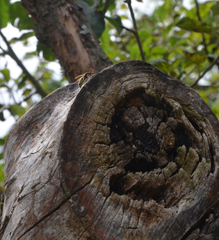 Blick auf einen alten, abgesägten und zum Teil schon verrotteten Ast. Im Hintergrund sind Zweige mit grünen Blättern zu sehen.