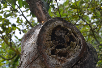 Blick auf einen alten, abgesägten und zum Teil schon verrotteten Ast. Im Hintergrund sind Zweige mit grünen Blättern zu sehen.