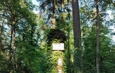 Wandern wo der König wächst | © Gemeinde Sternenfels