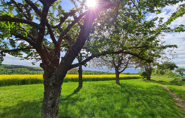 Wanderrunde mit der Krebsbachtalbahn | © Landratsamt Rhein-Neckar-Kreis