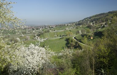 Wanderung von Dossenheim nach Schriesheim | © Landratsamt Rhein-Neckar-Kreis
