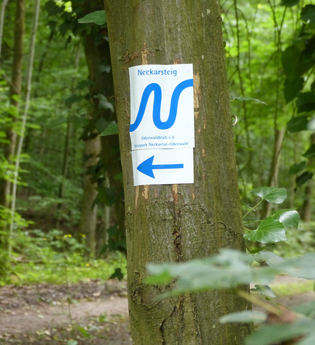 Wanderweg vom Schiffsanleger in Neckargemünd zum Dilsberg | © Landratsamt Rhein-Neckar-Kreis