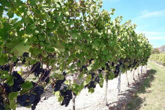 Wasser.Wein.Weite | © Tourist-Information Külsheim