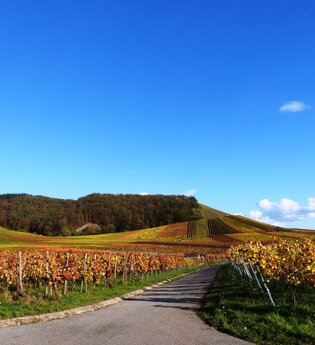 Wein- und Kloster-Rundweg | © Land der 1000 Hügel - Kraichgau-Stromberg
