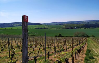 Wein-Tauber-Wanderweg - Rundtour ab Bronnbach | © Unbekannt