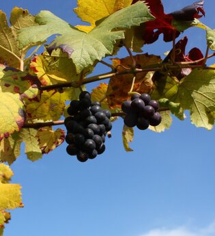 Wein Wege - Wissenspfad Öhringen-Michelbach am Wald | © Touristikgemeinschaft Hohenlohe e. V. | Jürgen Koch