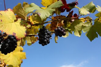 Wein Wege - Wissenspfad Öhringen-Michelbach am Wald | © Touristikgemeinschaft Hohenlohe e. V. | Jürgen Koch