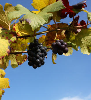 Wein Wege - Wissenspfad Öhringen-Michelbach am Wald | © Touristikgemeinschaft Hohenlohe e. V. | Jürgen Koch