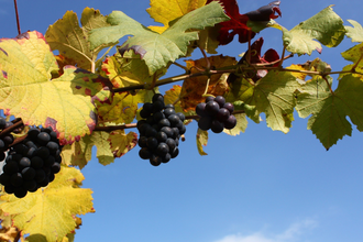 Wein Wege - Wissenspfad Öhringen-Michelbach am Wald | © Touristikgemeinschaft Hohenlohe e. V. | Jürgen Koch