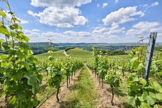 Weinberge in Hohenlohe | © Touristikgemeinschaft Hohenlohe e. V. | Florian Trykowski