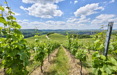 Weinberge in Hohenlohe | © Touristikgemeinschaft Hohenlohe e. V. | Florian Trykowski