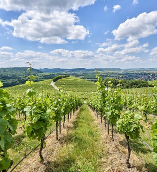 Weinberge in Hohenlohe | © Touristikgemeinschaft Hohenlohe e. V. | Florian Trykowski