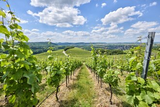 Weinberge in Hohenlohe | © Touristikgemeinschaft Hohenlohe e. V. | Florian Trykowski