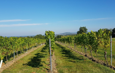 Weinberge, Panorama, Hohlwege: Rundweg Bad Schönborn - Zeutern | © Land der 1000 Hügel - Kraichgau-Stromberg