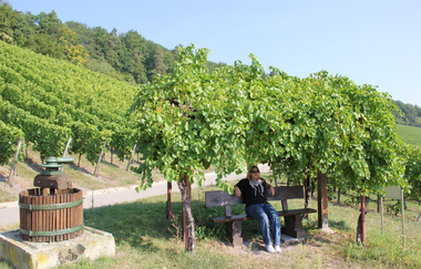 Obersulmer WeinErlebnispfad im Zeilberg | HeilbronnerLand | © Gemeinde Obersulm