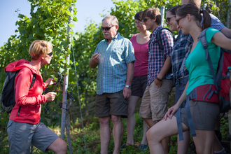 Weinerlebnistour Steillagen | Lauffen a.N. | HeilbronnerLand | © Touristikgemeinschaft HeilbronnerLand